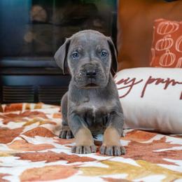 Blue Tan Point (blue collar) - Blue male Great Dane puppy in Kimball, Michigan from Starlight Danes