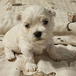 Beauty - White female Maltese puppy in Carthage, Missouri from Cooley's Cuddle Pups