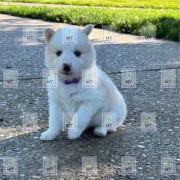 Embry - Red and white female Pomsky puppy in Mount Washington, Kentucky from My Perfect Pomsky Pet