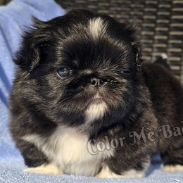 Black boy - Gray male Pekingese puppy in Port Orange, Florida from Color Me Bad Pekingese