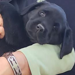 Labrador Retriever puppies from Whimsical Farms Labrador Retrievers