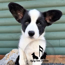 Ozzy - Cardigan Welsh Corgi
