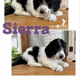 Sierra - AKC - Silky - Black and tan female Dachshund puppy in Kemp, Texas from Koli Acres