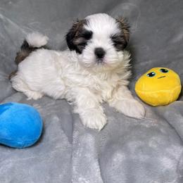 Shih Tzu Puppies from Ren