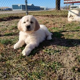 Atlas - Light golden male Golden Retriever puppy in Seymour, Missouri from High Road Golden Retrievers
