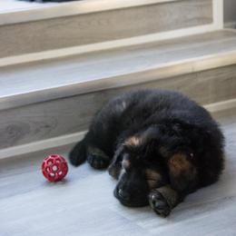 German Shepherd Puppies from Journey's German Shepherds (Kennel Vom Himmel)