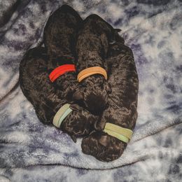 Poodle Puppies from Huckleberry Standard Poodles