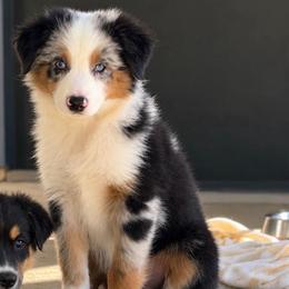 Sirius - Blue merle male Miniature Australian Shepherd puppy in Luling, Texas from Little Wood Toy and Mini Aussies