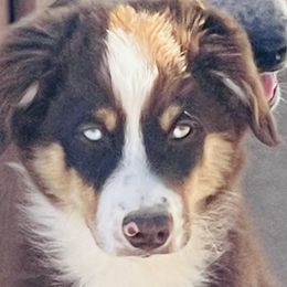 Camryn - Red Miniature Australian Shepherd puppy in Washington, Oklahoma from Okie Aussies