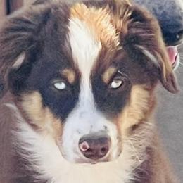 Camryn - Red Miniature Australian Shepherd puppy in Washington, Oklahoma from Okie Aussies