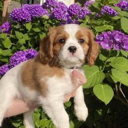 Lilly - Blenheim female Cavalier King Charles Spaniel puppy in Norfolk, Virginia from Colorful Cavaliers