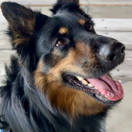Thor - Bohemian Shepherd