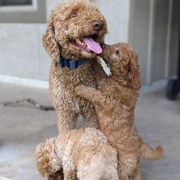 Double Doodle and Goldendoodle Puppies from Big Red Paw Doodles
