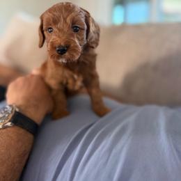 Colby - Red  male Goldendoodle puppy in Queen Creek, Arizona from Sunny Doodles