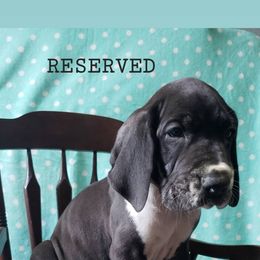 Great Dane Puppies from Gentle Giants of Tennessee Great Danes