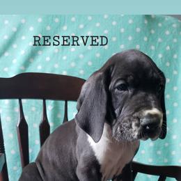 Great Dane Puppies from Gentle Giants of Tennessee Great Danes