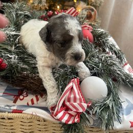 Snickerdoodle - Parti male Goldendoodle puppy in Home, Pennsylvania from Plum Creek Acres Next Generation