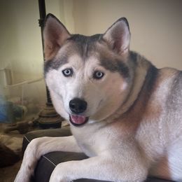 Rhythm - Siberian Husky
