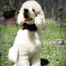 Star (will be spayed) - Cream female Poodle puppy in Otto, North Carolina from Wild Suns Farm