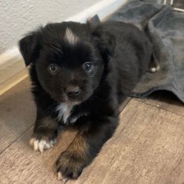Clementine - Black tri female Miniature Australian Shepherd puppy in Brenham, Texas from Stone N Rose Kennels