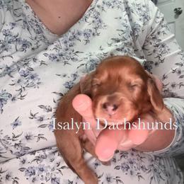 Strawberry Shortcake - Dapple female Dachshund puppy in Copperas Cove, Texas from Isalyn Dachshunds