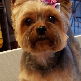 Cookie - Yorkshire Terrier