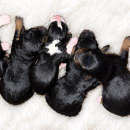 Sally - Tri-color female Bernedoodle puppy in Lancaster, Missouri from Cavapoo Acres