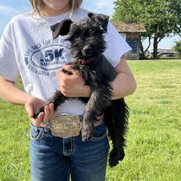 Miniature Schnauzer Puppies from Winona Schnauzers