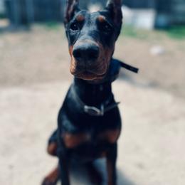 Beretta - Doberman Pinscher