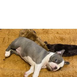 Boston Terrier Puppies from Lisa Wolfe's Boston Terriers