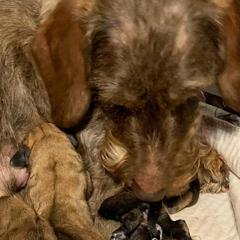 Hailey - Dachshund