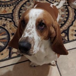 Basset Hounds from Bodenhamer Hounds