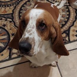 Basset Hounds from Bodenhamer Hounds