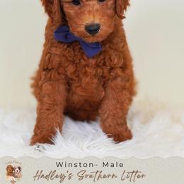 Winston - Red  male Goldendoodle puppy in Norcross, Georgia from Teddy Puppies