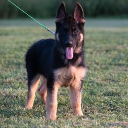 German Shepherd and Golden Retriever Puppies from Dream Dogs