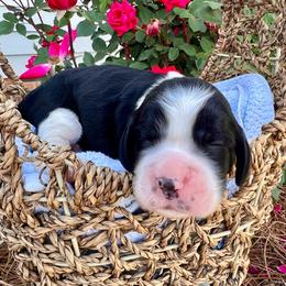Cherry - White and black female English Springer Spaniel puppy in Swainsboro, Georgia from Sweet Georgia Springers
