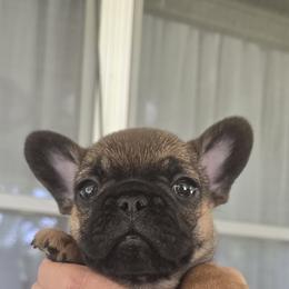 Milo - Fawn male French Bulldog puppy in Germantown, Ohio from LaBelle Bulldogs