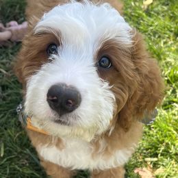 Woody - Bernedoodle
