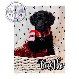 Castle - Black female Bernedoodle puppy in Belleville, Michigan from Moose Tracks Bernedoodles