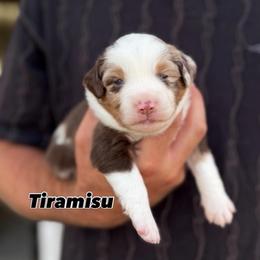 Tiramisu - Red merle male Miniature American Shepherd puppy in Riverton, Utah from Iron Spirit Homestead & Aussies