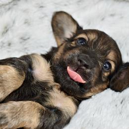 Black and cream sable - Sable male Dachshund puppy in Seminary, Mississippi from Down South Mavericks Dachshunds