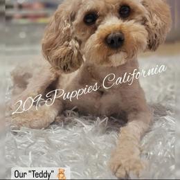 Teddy - Poodle