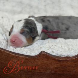 Bentley - Blue merle male Bernedoodle puppy in Henry, Illinois from Rowe Farms Doodles
