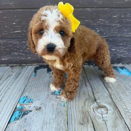 Cindy - Red female Cavapoo puppy in Spanish Fork, Utah from Sugar Doodles Pups