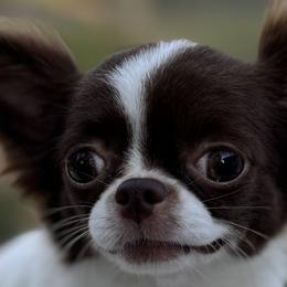 Chihuahuas and Poodles from Toypoodle.86