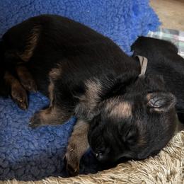Mr. Brown - Black and red male German Shepherd puppy in Purcellville, Virginia from Starry Night German Shepherd Dogs