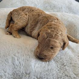 York (Light Blue) - Apricot male Goldendoodle puppy in Lincoln, California from Lincoln Goldendoodles