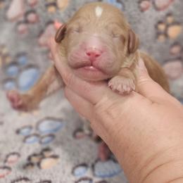 Orange Male - Red  male Goldendoodle puppy in Mocksville, North Carolina from Hunting Creek Farm & Kennel