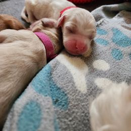 Labradoodle Puppies from Tyson's Farm Doodles