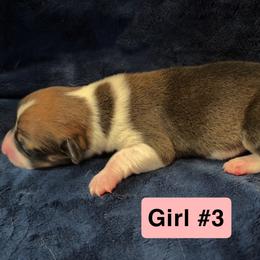 Pembroke Welsh Corgi Puppies from Kelsie Prieskorn